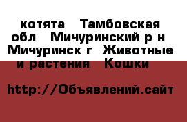 котята - Тамбовская обл., Мичуринский р-н, Мичуринск г. Животные и растения » Кошки   